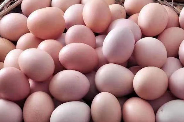 小口徑色差儀用于雞蛋殼顏色的測定